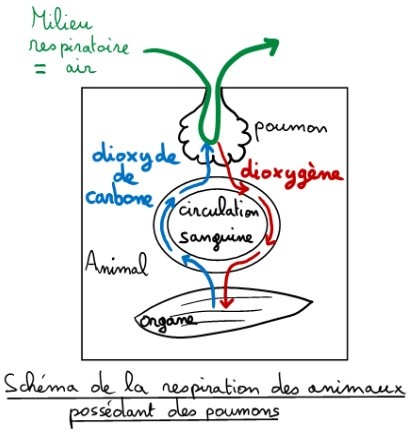 Schéma-bilan du fonctionnement des poumons.