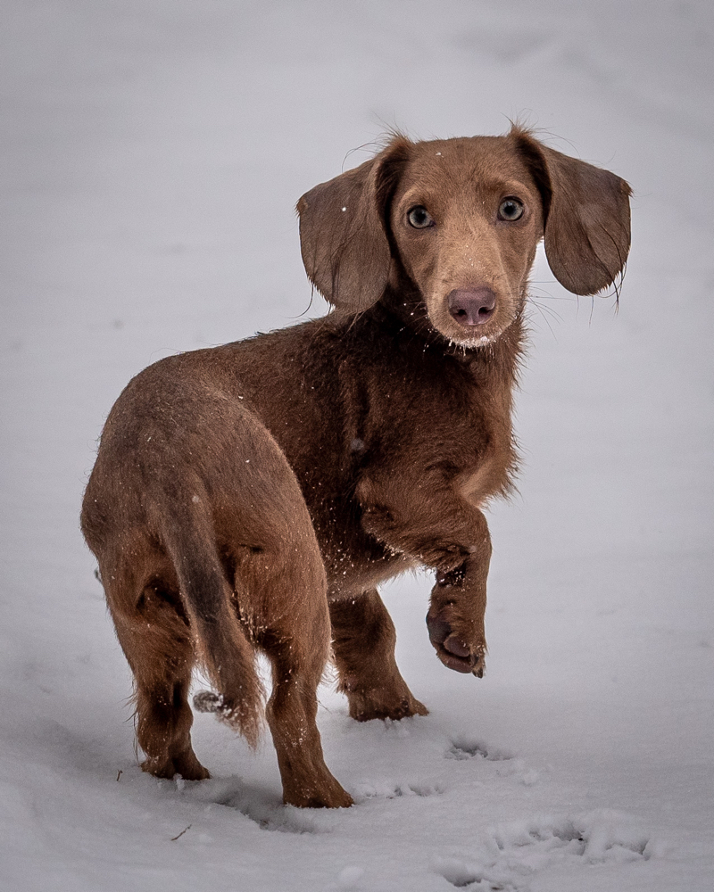 - dilution - kleiner-hund-grosse-welts Webseite!