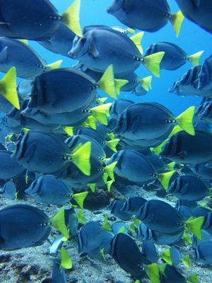 Schnorcheln und tauchen auf den Galapagos Inseln
