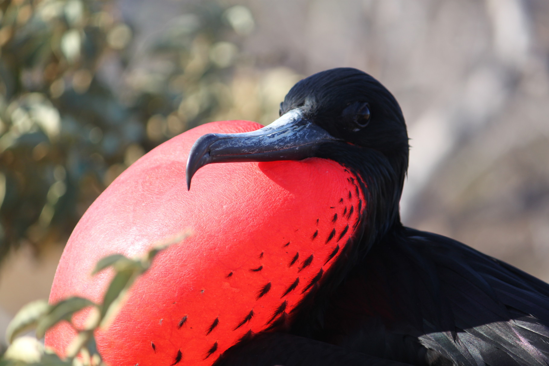 Galápagos Inseln: Balzendes Fregattvogel-Männchen auf der Insel Nord Seymour