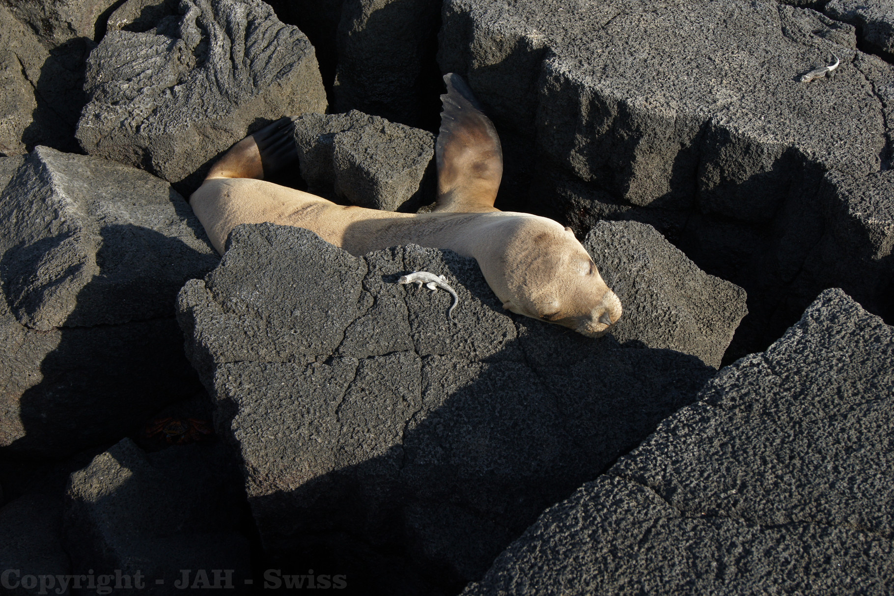 Galápagos Inseln: Seelöwe und Gekko auf der Insel Fernandina