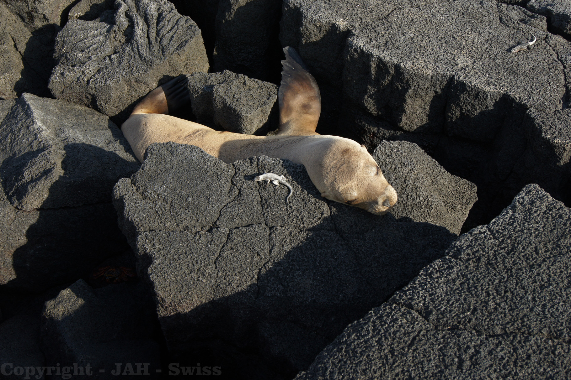 Seelöwen Galapagos Reiseberatung