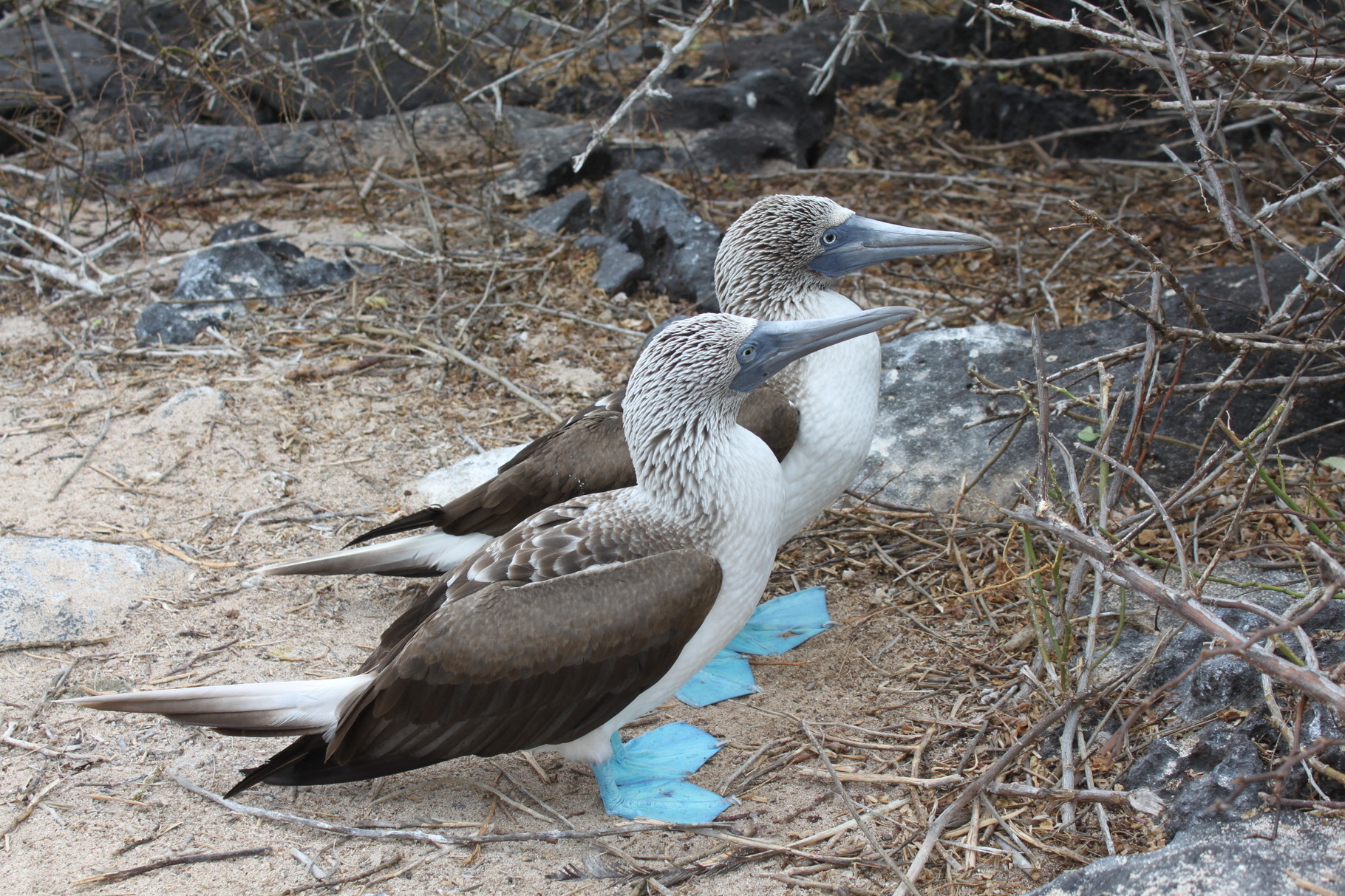 Blaufusstölpel Galapagos Foto