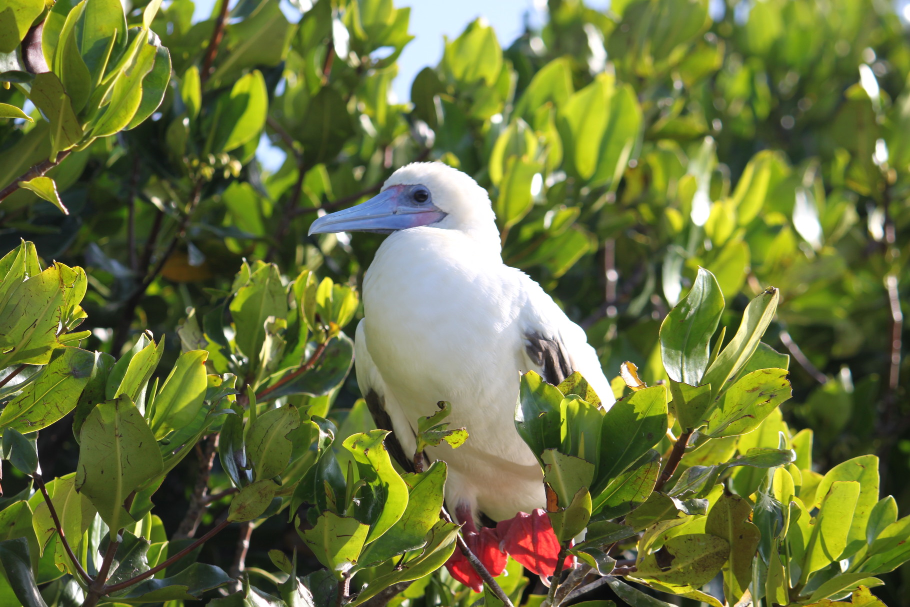 Rotfusstölpel Galapagos Foto