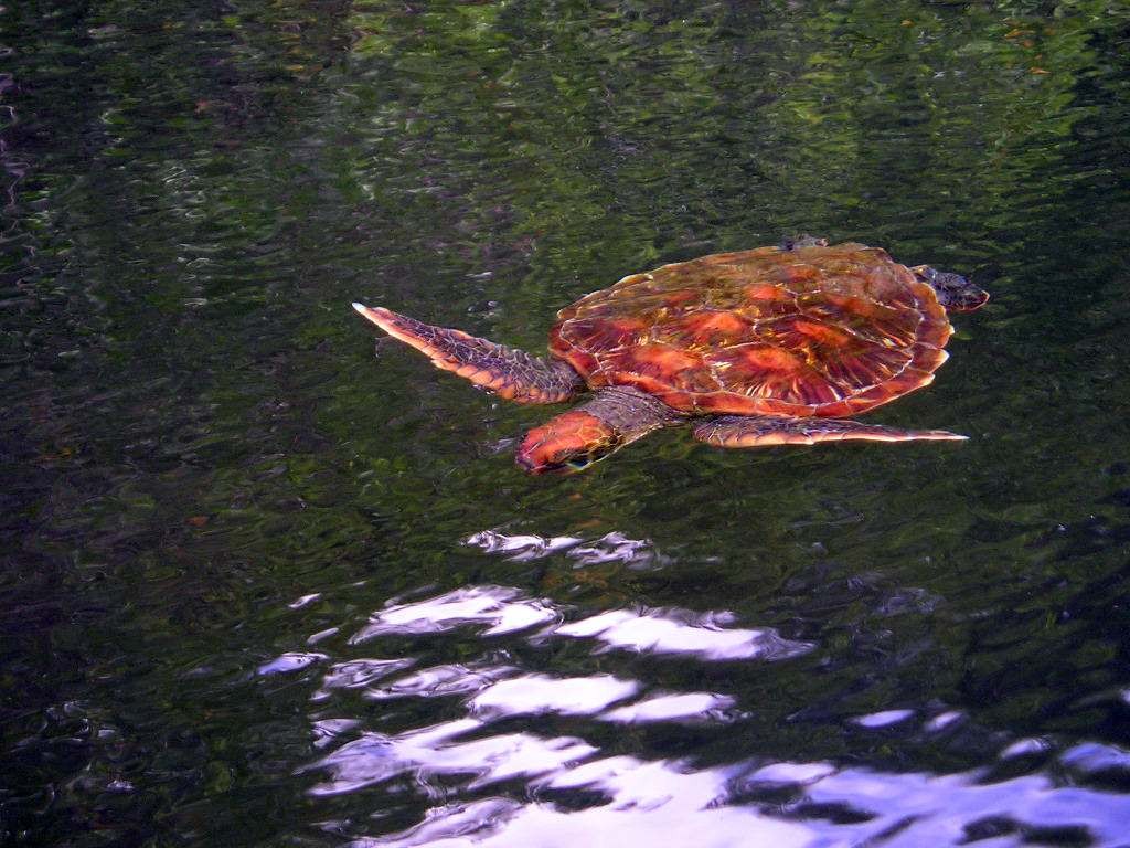 Galápagos Inseln: Meeresschildkröte vor der Insel Santa Cruz