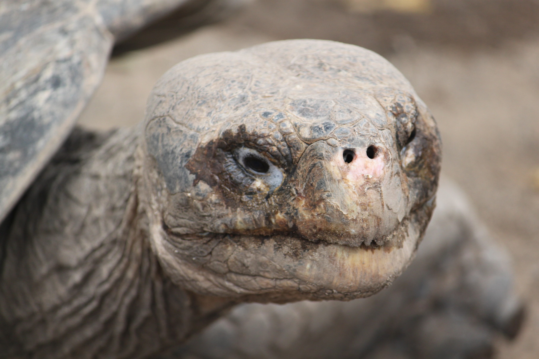 Galápagos Inseln: Landschildkröte im Hochland von Santa Cruz