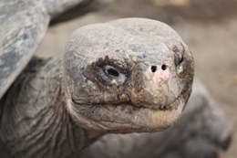 Reisen mit Kindern nach Galapagos