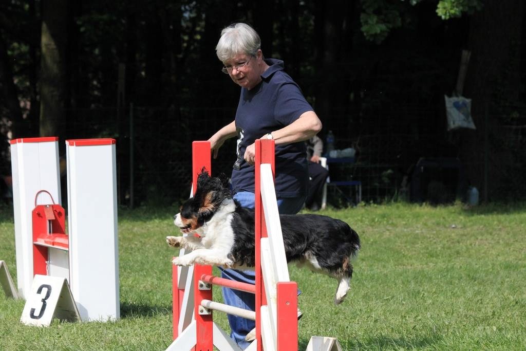 dressage chien ussel