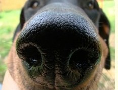 die nase von achilles dem Dobermann der 2011 gestorben ist