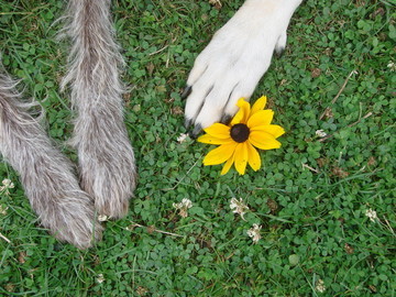 Auf dem Bild , sind drei Pfoten nebeneinander zu sehen , daneben eine gelbe Blume 