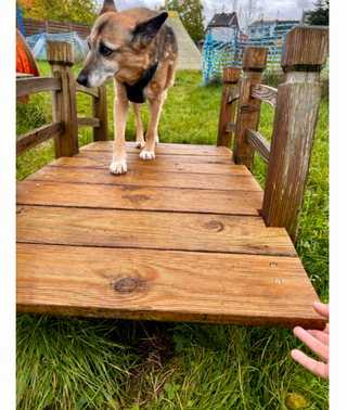 hier ist eine kleine Mischlingshündin, die über eine Brücke geht zu sehen 
