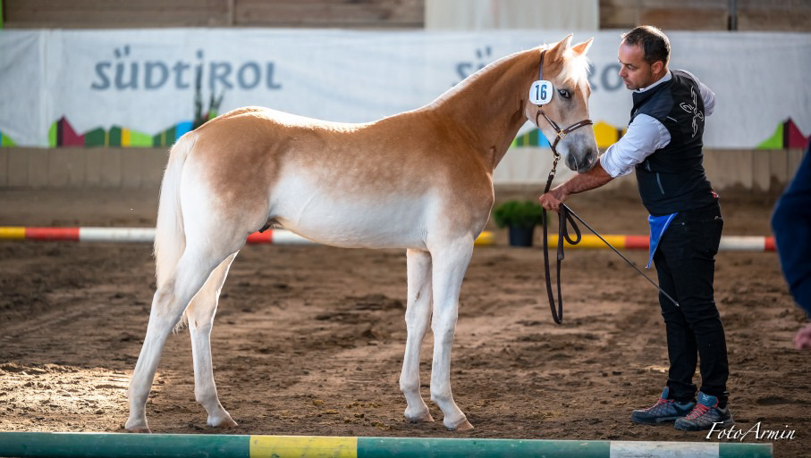 Hengstfohlen Nico v. Baumann v. Neustart, Sieger des Südtiroler Fohlenchampionats 2023