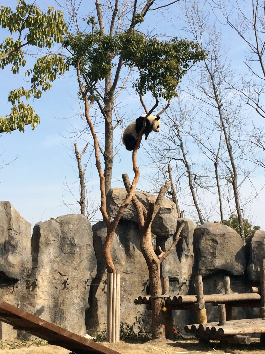 Ich wusste gar nicht, dass Pandas so klettern können ;)...