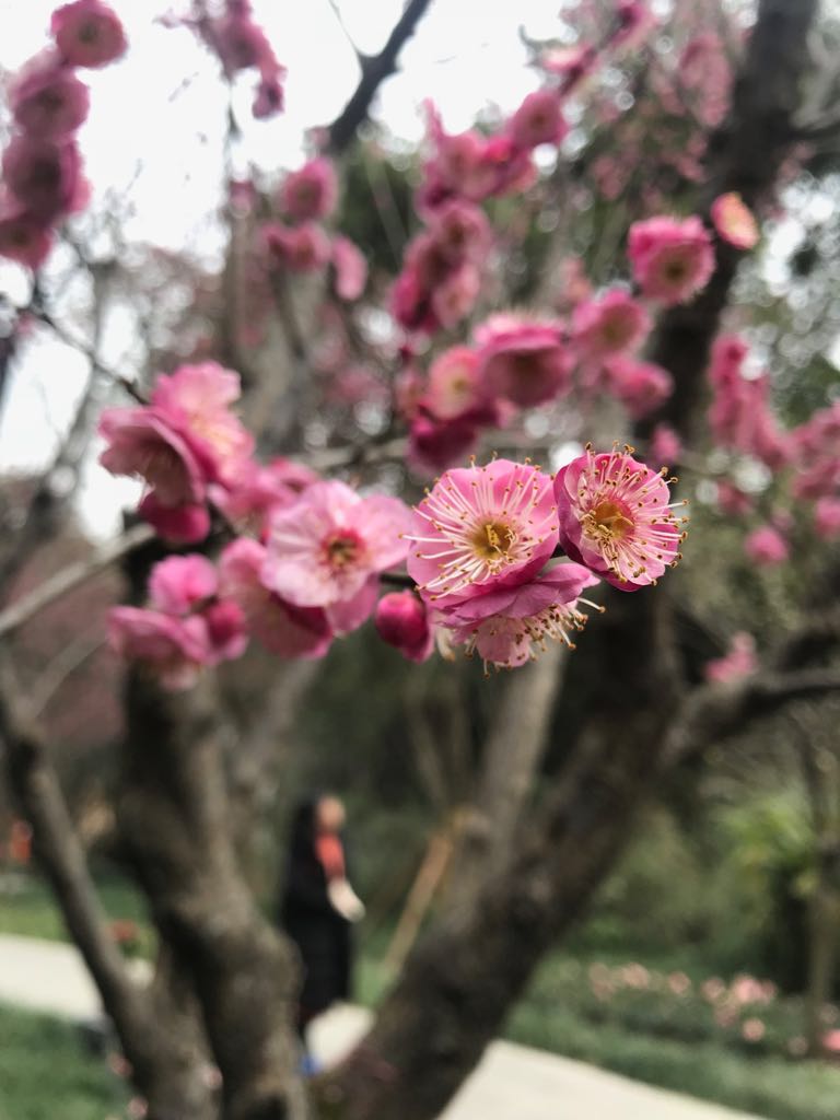 Und endlichen blühen die Kirschblüten - perfektes Timing zum Frühlingsfest <3...