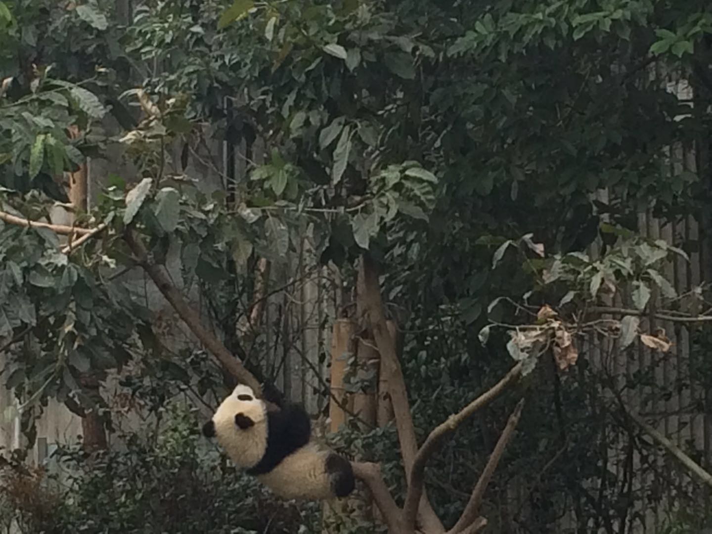 Und wie Pandas klettern können...!!!