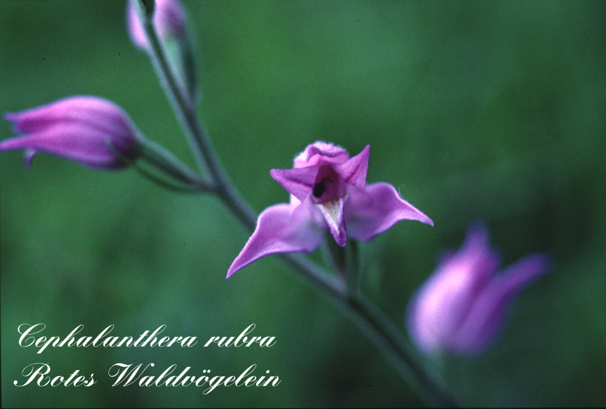 Heimische Orchideen Nabu Karlsbad Waldbronns Jimdo Page