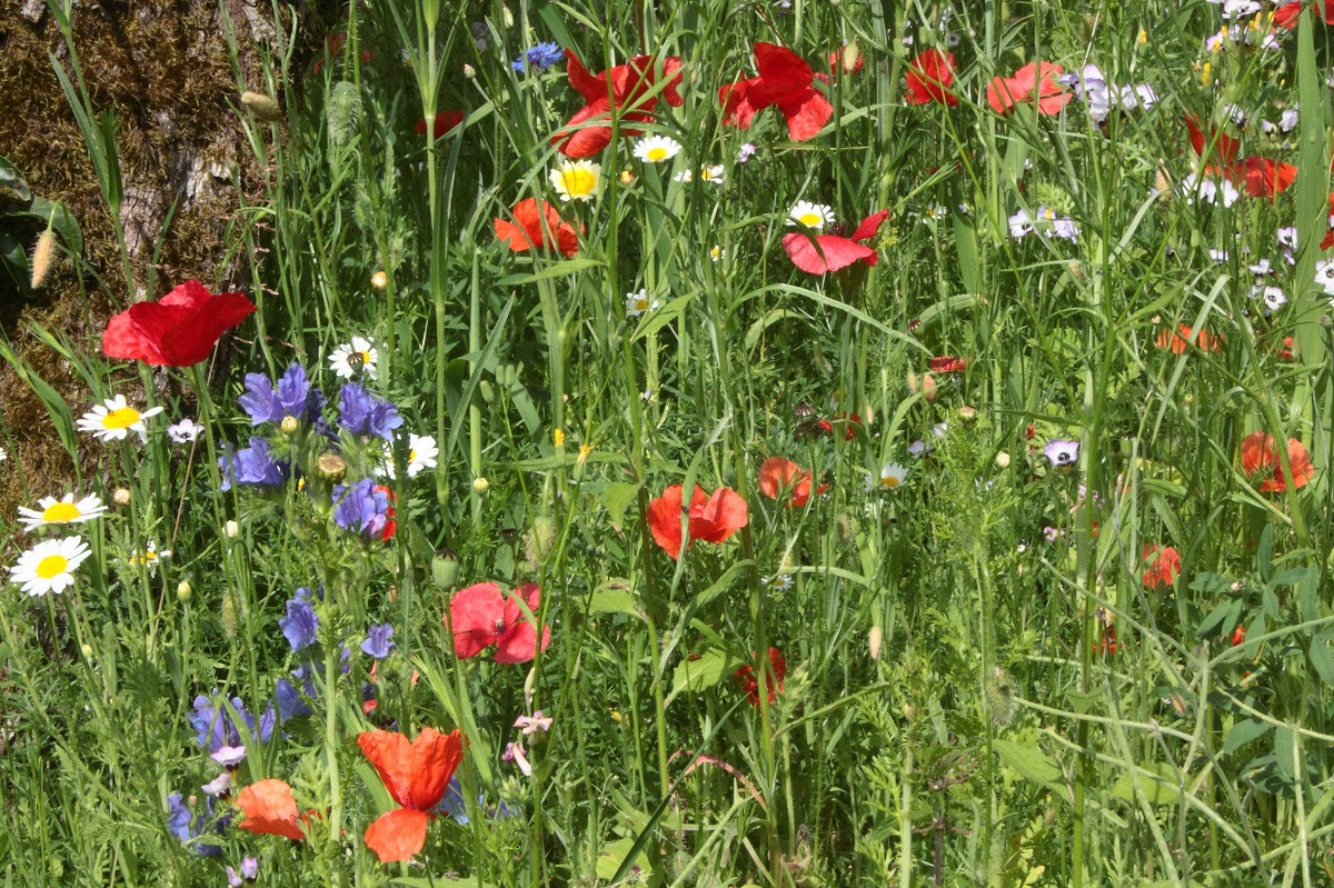 Naturnaher Garten Nabu Karlsbad Waldbronns Jimdo Page
