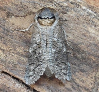 Weidenbohrer - Cossus cossus (H. Schuldt, 2026)