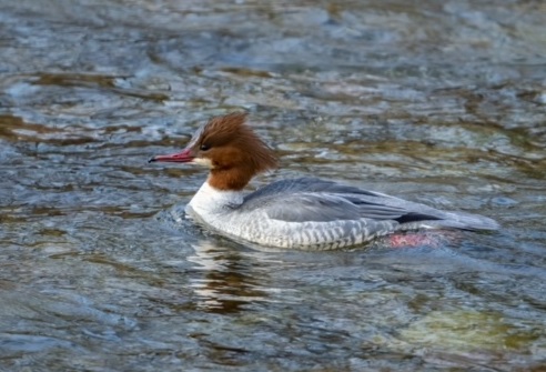 weibl. Gänsesäger - Mergus merganser (M. Stor, 2022)