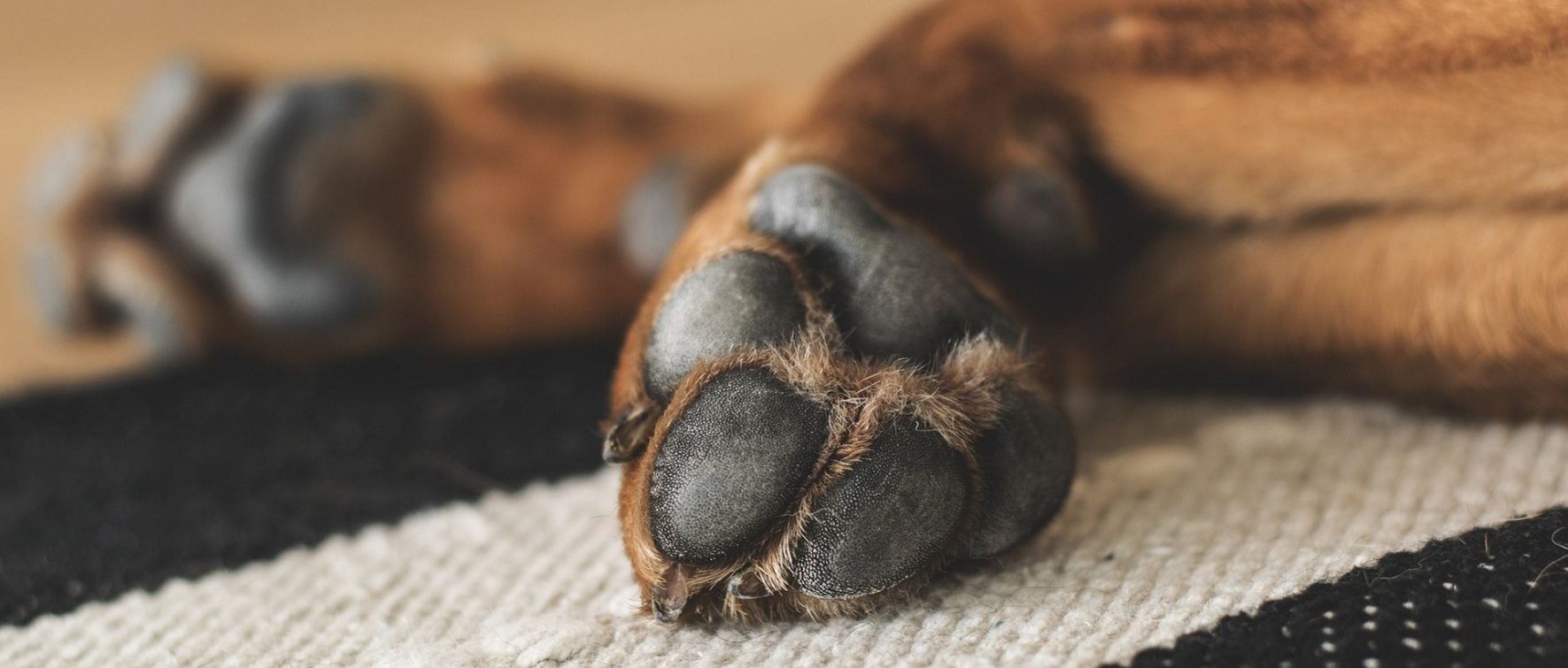 Wie unterstütze ich meinen Hund im Alter