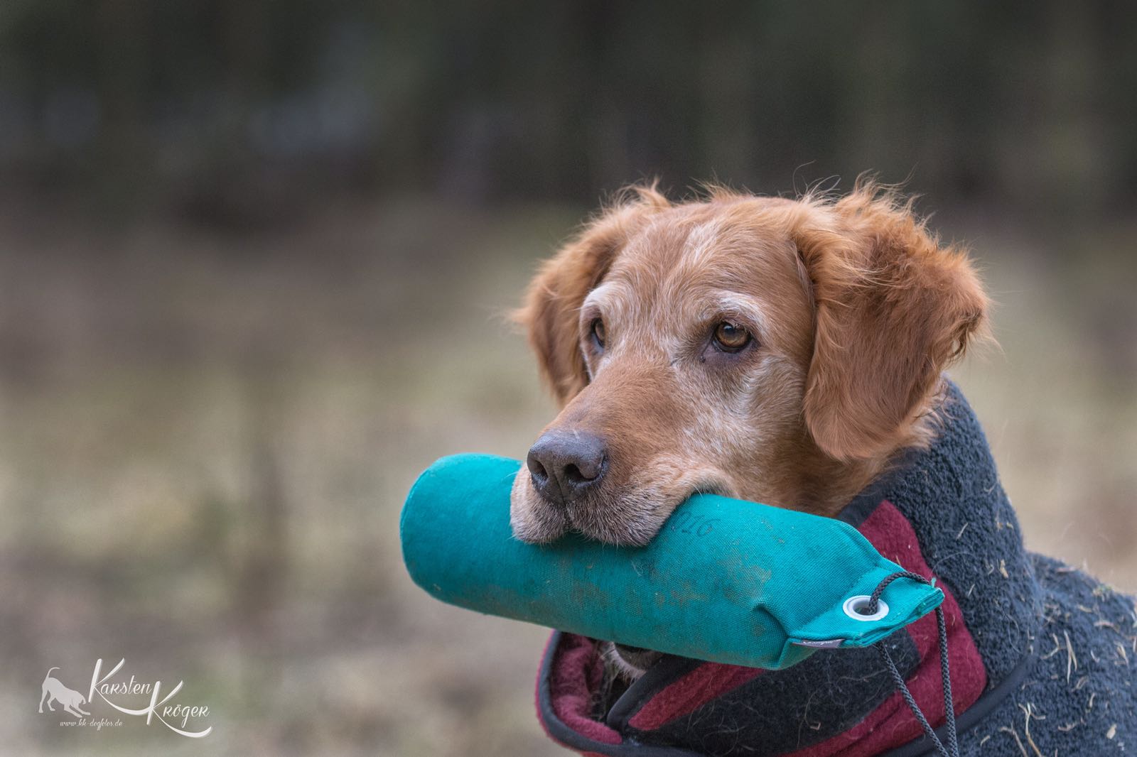 Der Seniorhund