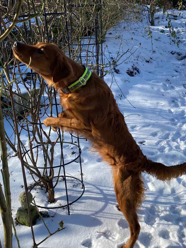 Personenspürhund/Mantrailer