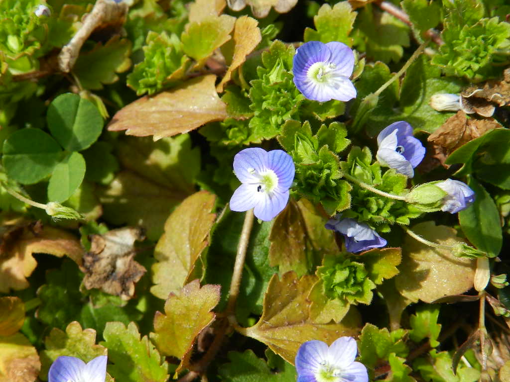 福地の田んぼとその周辺の植物 週末農業稲作り