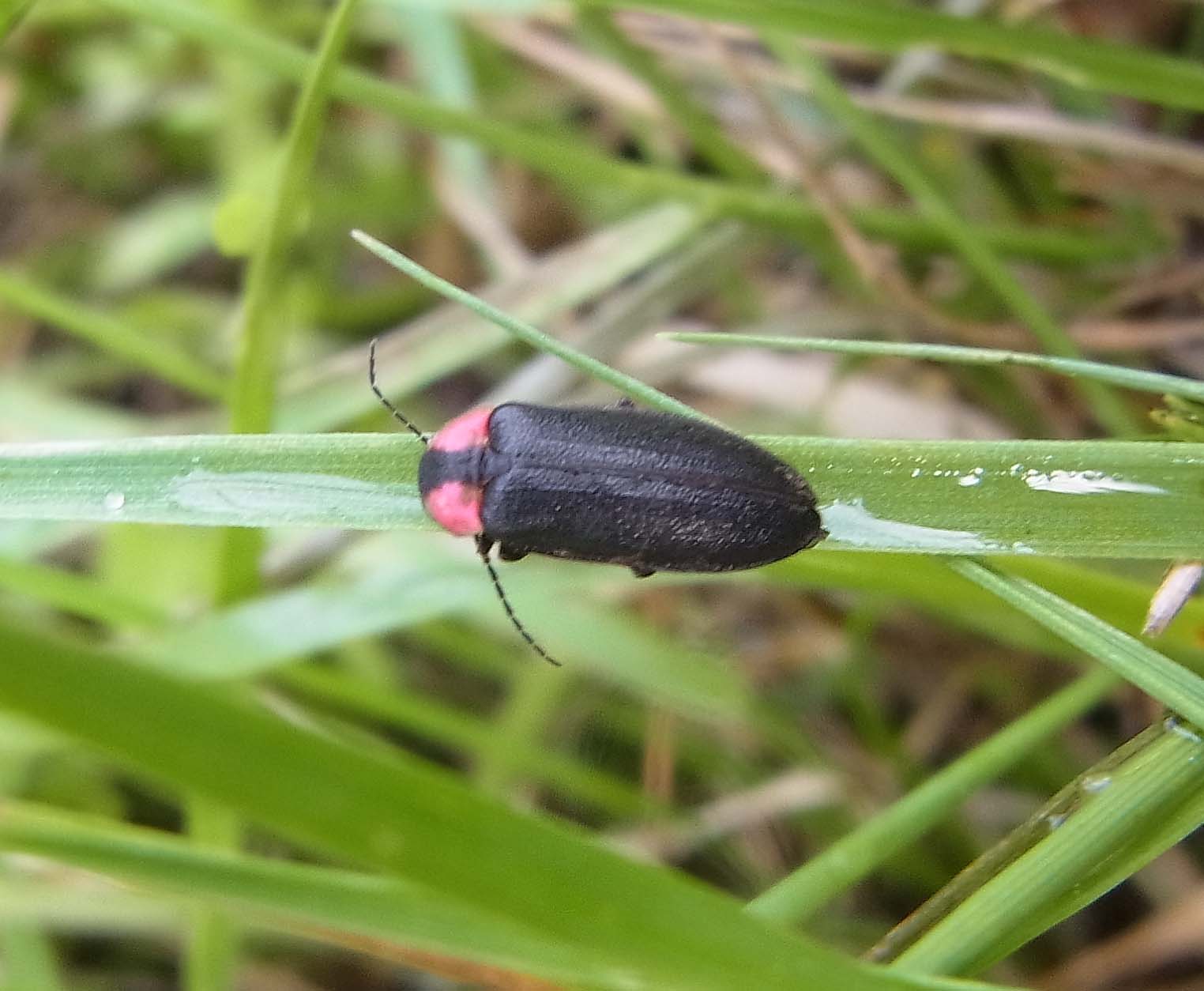 福地の田んぼにいる水生昆虫