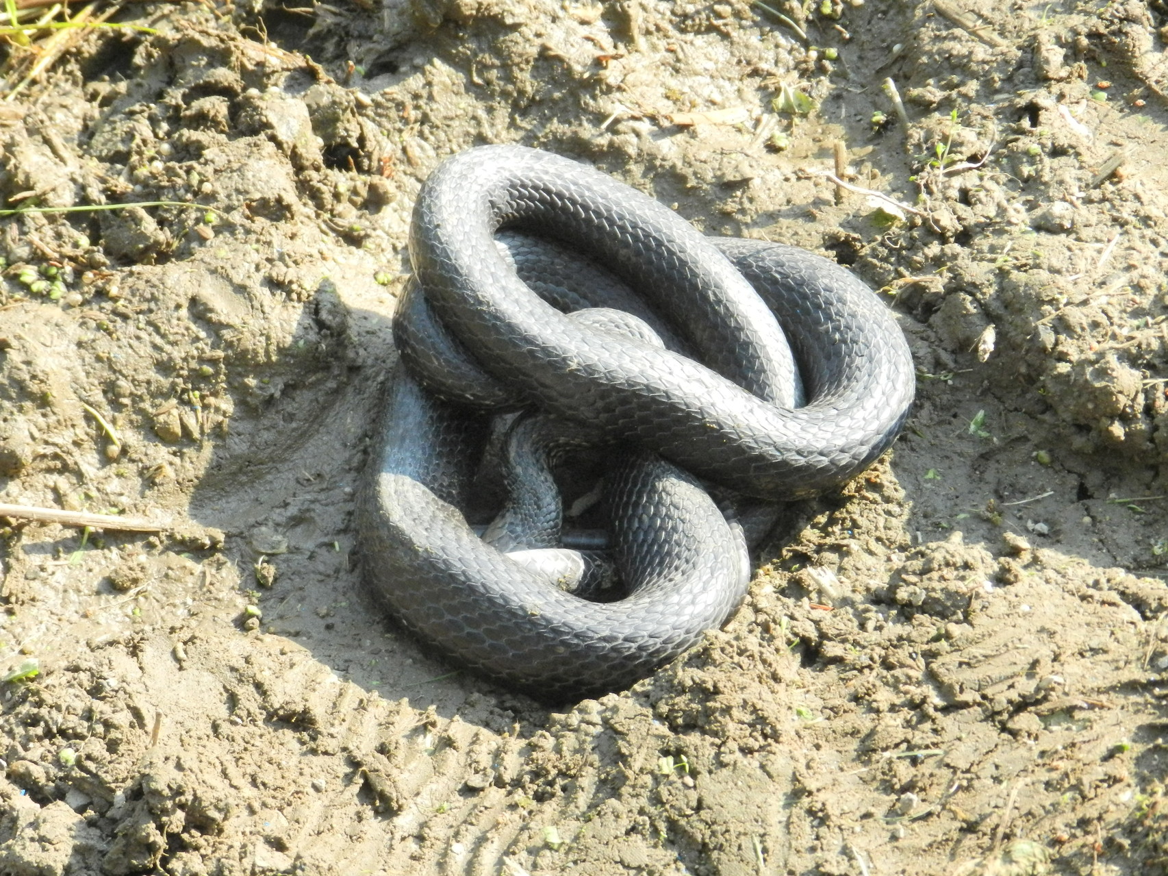 シマヘビ黒化型1