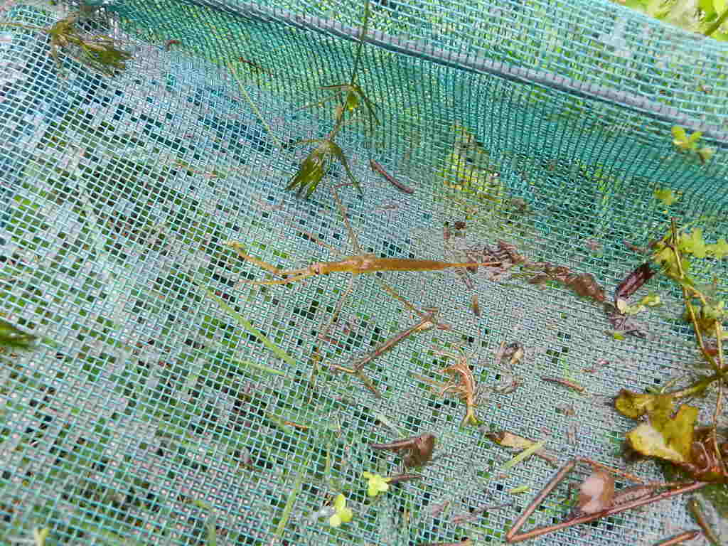 福地の田んぼにいる水生昆虫 週末農業稲作り 福地の田んぼにいる水生昆虫 週末農業稲作り