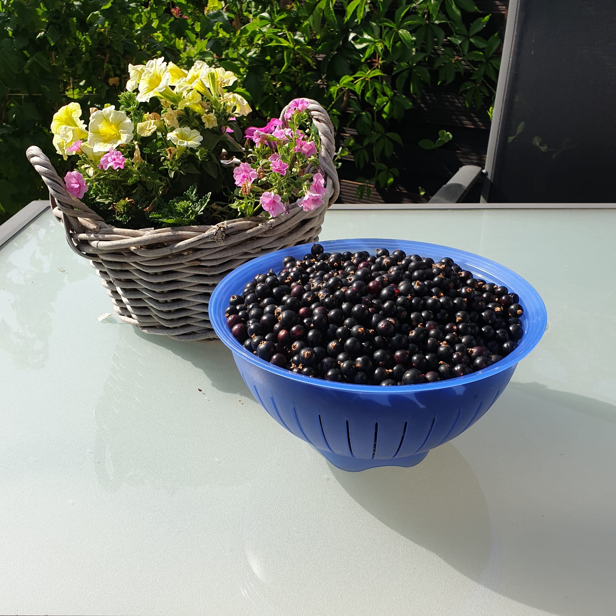 Erntezeit Johannisbeeren