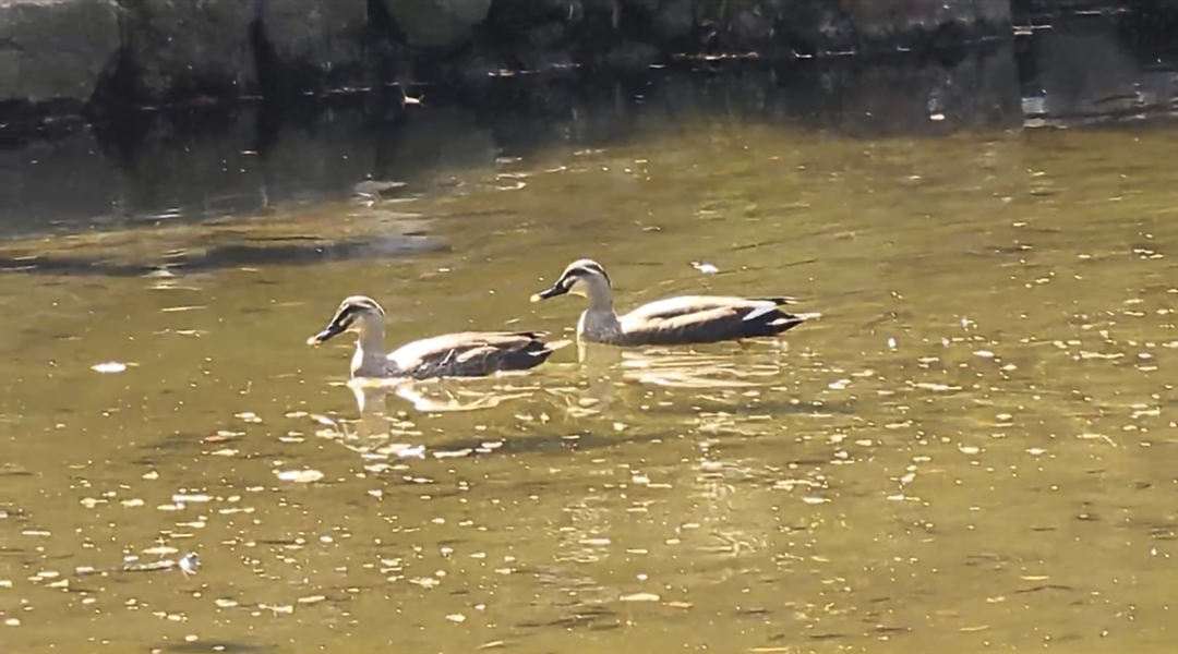 横浜公園内 カモ