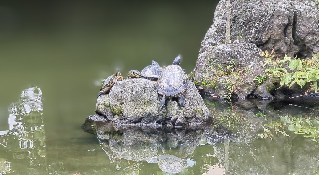 横浜公園内 彼我庭園 亀