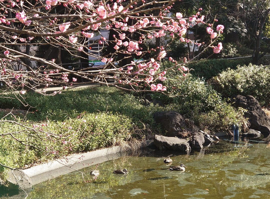 横浜公園内 彼我庭園 梅