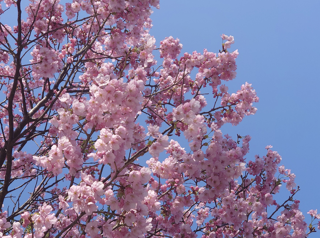 横浜公園内 彼我庭園 桜