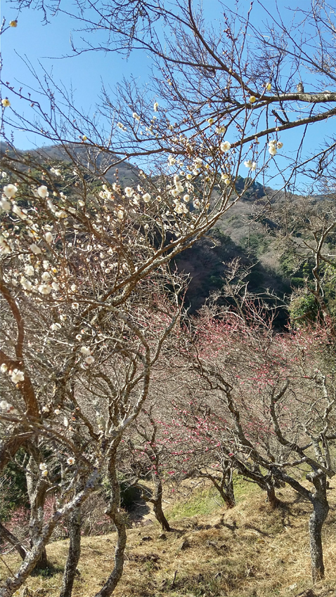 幕山公園の梅