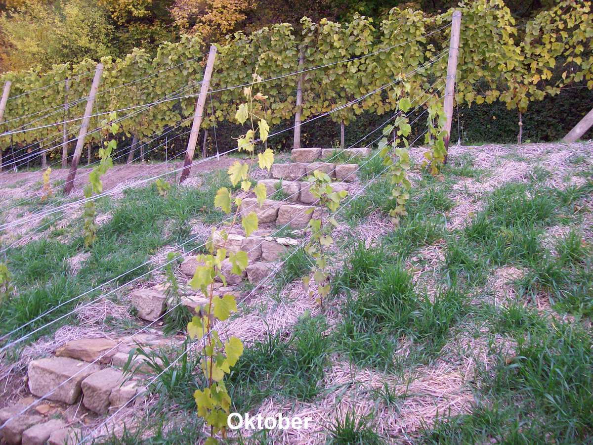 Der Weinberg begibt sich wieder zur Ruhe