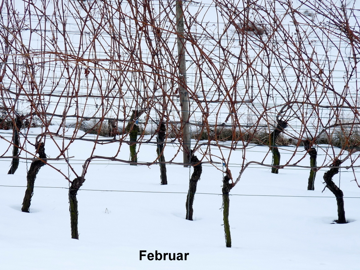 Noch ist Ruhe im Weinberg