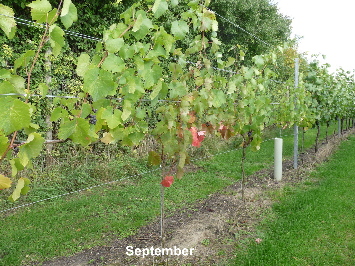 Es wird herbstlich