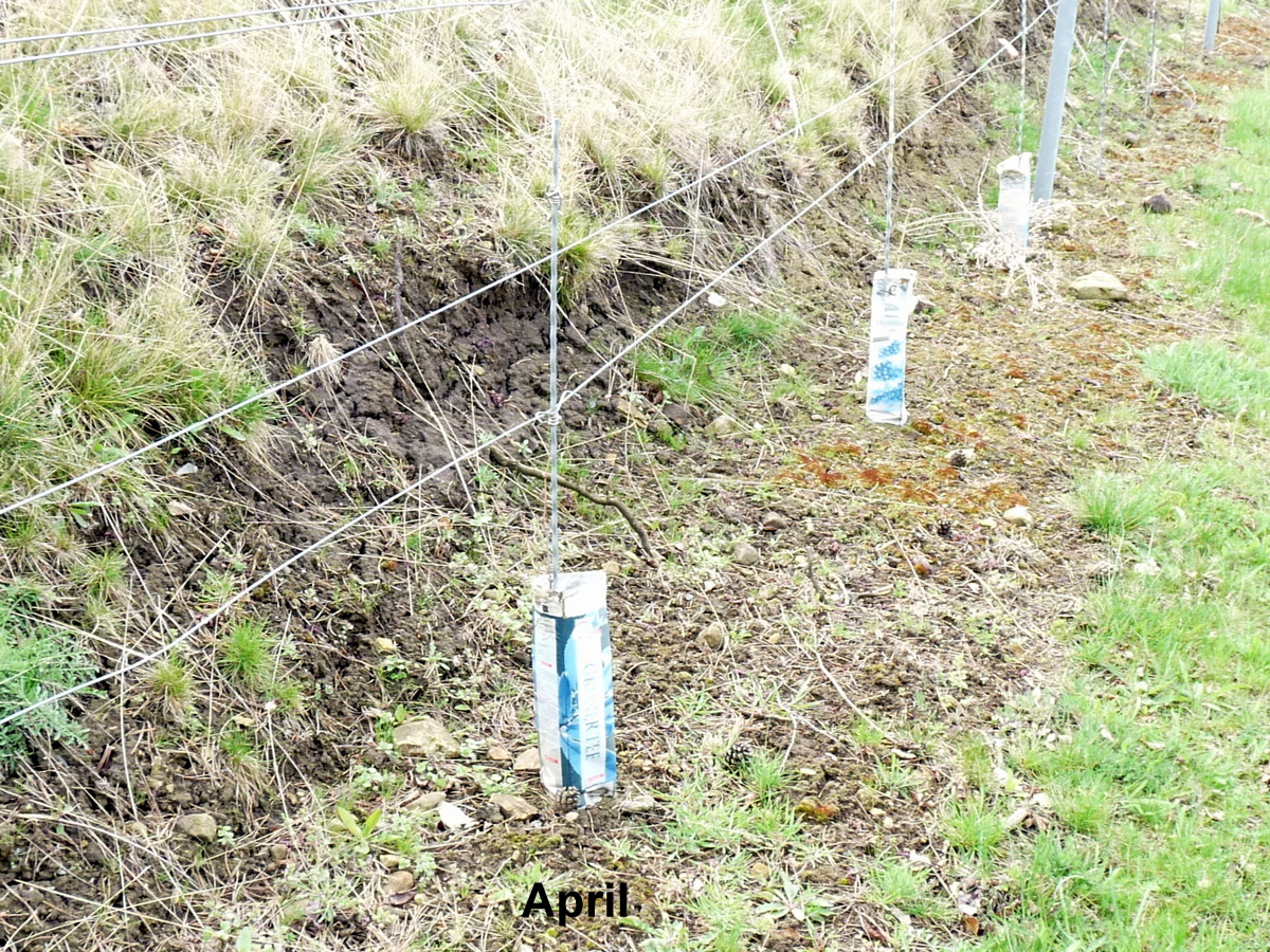 Der neue Frühling kommt