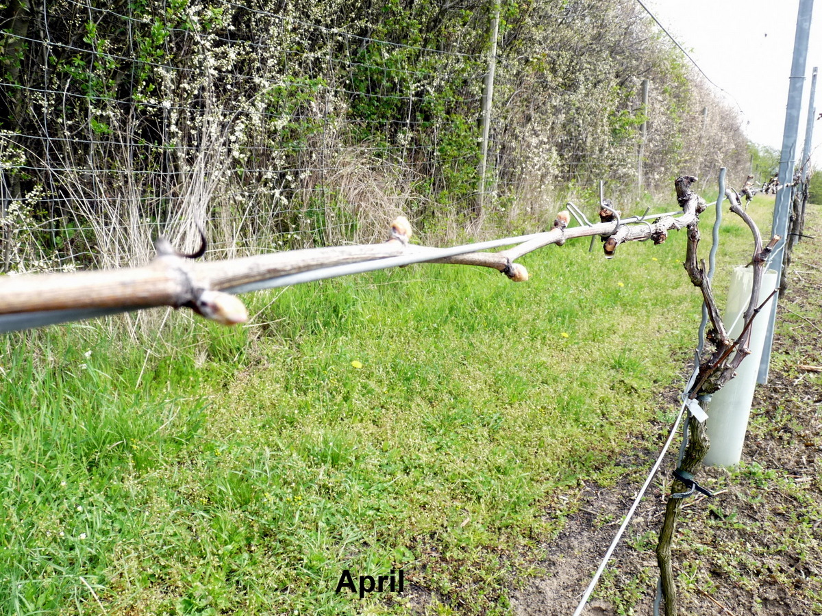 Die ersten Knospen treiben