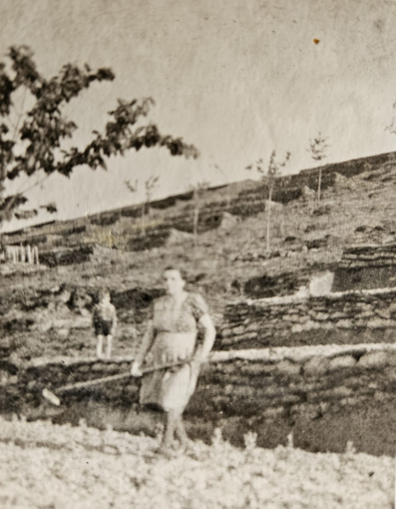 Foto von 1950, es zeigt die Gärten der Nordseite. Keine Kiefer oder Birke bis zum Kamm hinaufTerrassen bis zum Kammweg empor.