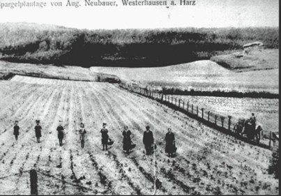 Dort wo heute Reitplatz ist, war vor 100 Jahren ein Spargelfeld