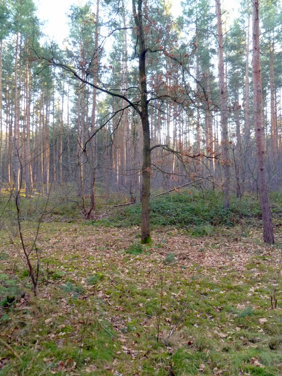 Man markierte hier den Mittelpunkt des Steinkreises 