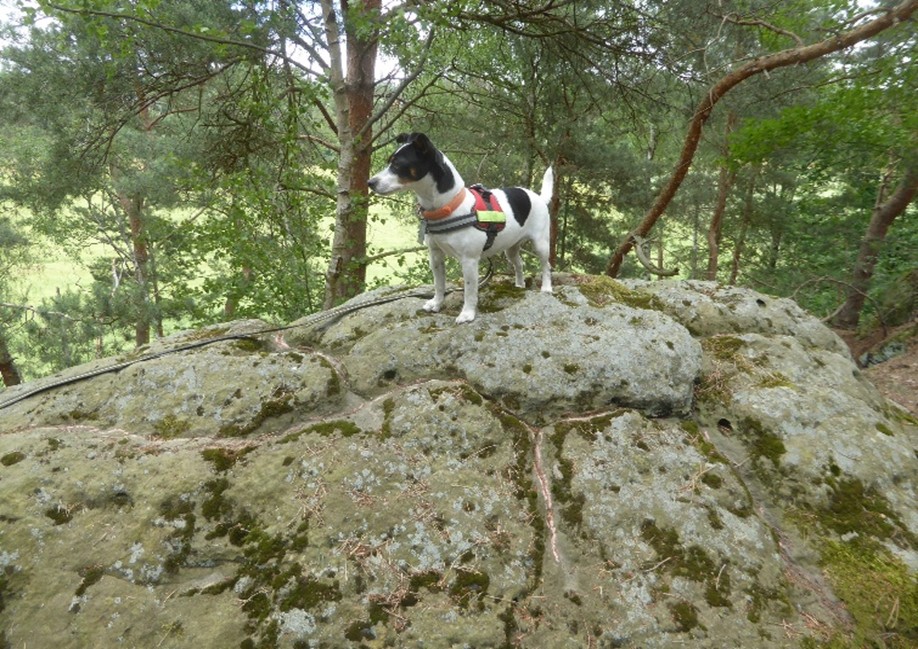Diese tiefen Ritzungen auf diesem Felsen sind auch speziell.