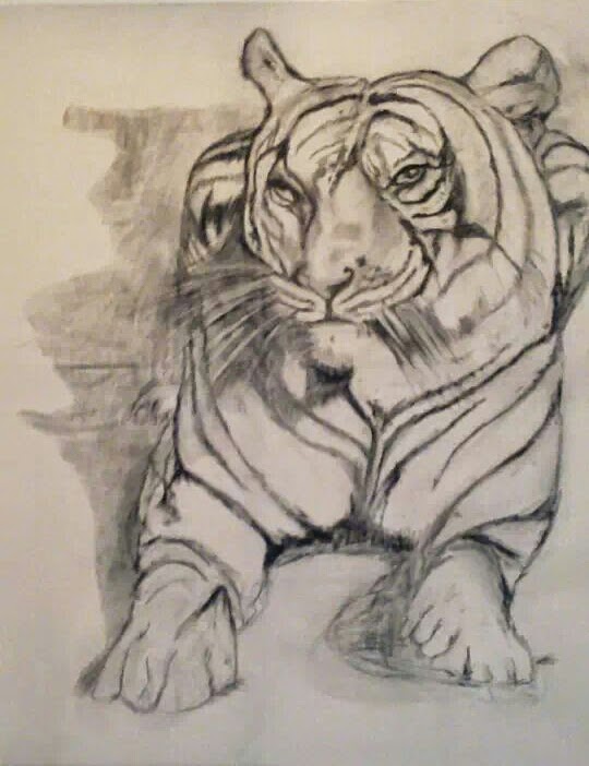 Tiger Zeichnung Kohlestift Serpil Sögüt Krefeld