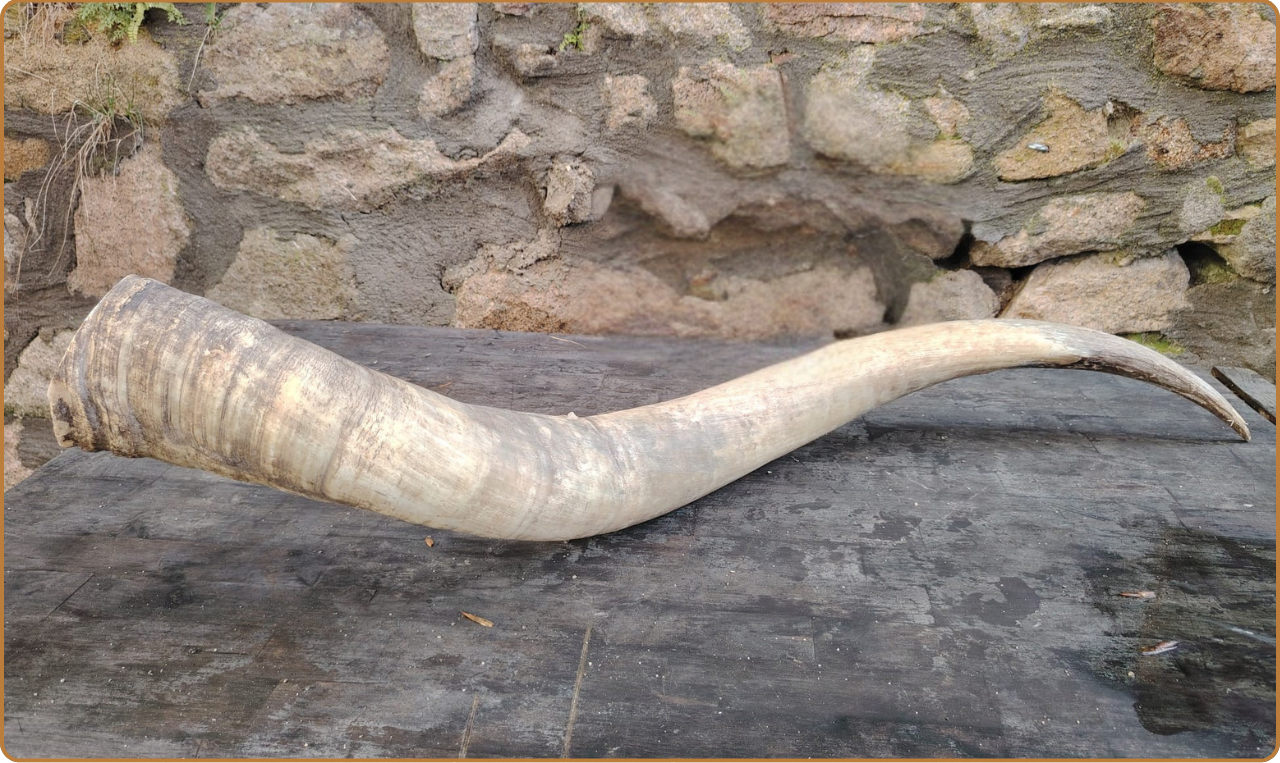 Tarvos - Olifant XXL 