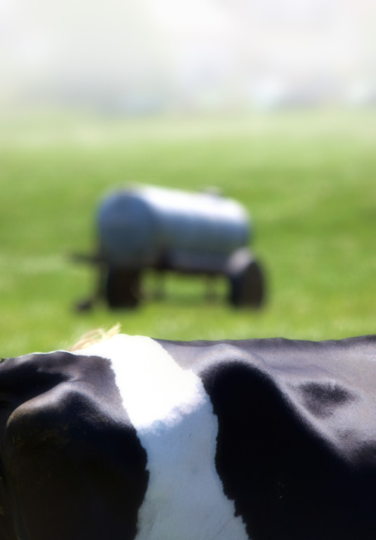 Für Bodenleder kommen erstklassige, makellose Häute in Frage. Kuhhäute verfügen über die engste und dichteste Faserstruktur mit den feinsten Fibrillen. Ochsen-und Bullenhäute weisen für die Produktion von Bodenleder eine zu grobe und lose Hautfaser