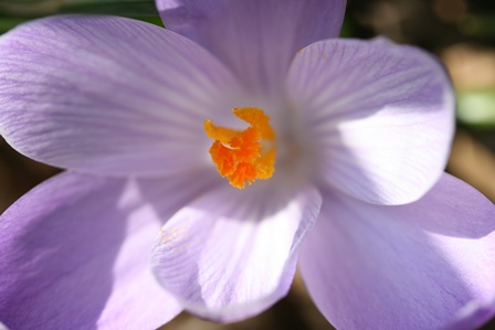 Messages du Crocus