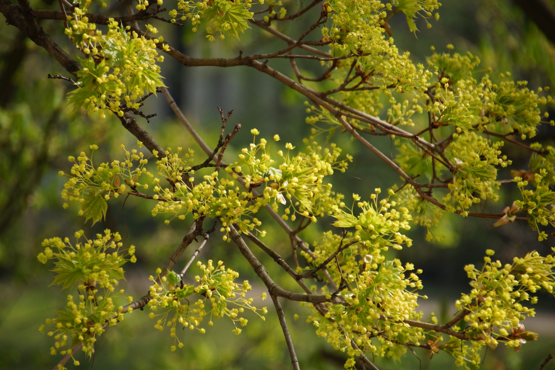 Sie wachen über Blüten